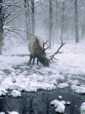 Elk-Bull Grazing in Winter, WY Photographic Print by Inga Spence