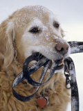 Golden Retriever with Leash in Mouth Photographic Print by Bob Winsett