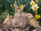 Palomino Rabbits Photographic Print by Lynn M. Stone