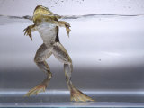 Bullfrog, Louisville, CO Photographic Print by Chris Rogers