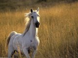 Horse Galloping, Half Moon Bay, California Photographic Print by Jerry Koontz