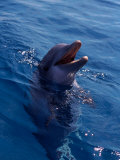 Bottle-Nosed Dolphin Photographic Print by Stuart Westmoreland Bottle-Nosed Dolphin Photographic Print by Stuart Westmoreland
