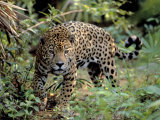 Jaguar in the Wild Photographie par Lynn M. Stone