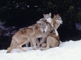 Gray Wolves Cuddling and Playing Photographic Print by Lynn M. Stone