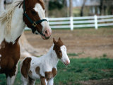 One Day Old Horse with Mother Photographic Print by Chris Rogers