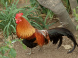 Jungle Rooster Photographic Print by Tony Ruta