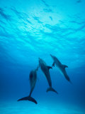 Atlantic Spotted Dolphins Underwater Photographic Print by Stuart Westmorland
