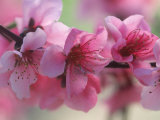 Blossoms on Arctic Rose Nectarine Tree Lámina fotográfica por Inga Spence Blossoms on Arctic Rose Nectarine Tree Lámina fotográfica por Inga Spence