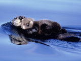 Sea Otter with Offspring Photographic Print by Lynn M. Stone