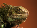 Iguana Photographic Print by Jacque Denzer Parker