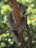 Koala Sleeping in a Tree, Australia Fotografie-Druck von Inga Spence