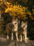 Two Alert Timber Wolves Standing on a Rock Photographic Print by Don Grall