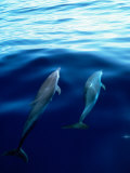 Overview of dolphins swimming underwater Lámina fotográfica por Stuart Westmoreland