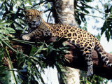 Jaguar étendu sur une branche, Belize Photographie par Lynn M. Stone