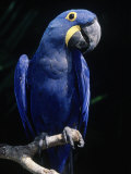 Hyacinth Macaw (Anodorhynchus Hyacinthus) Photographie par Lynn M. Stone
