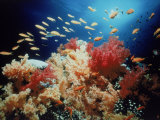 Anthias School of Fish, Red Sea, Egypt Photographic Print by Jeff Rotman