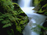 Christine Falls, Mt. Rainier National Park, WA Photographic Print by Brian Maslyar