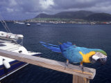 Parrot with Basseterre Bay in Background, St. Kitts Photographic Print by Jeff Greenberg