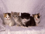 Kittens Photographic Print by Craig Witkowski