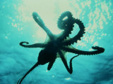 Jeff Rotman - Octopus Parachuting Down on Top of its Prey Fotografická reprodukce Jeff Rotman - Octopus Parachuting Down on Top of its Prey Fotografická reprodukce