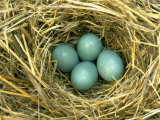 Eastern Bluebird Nest with Eggs Stampa fotografica di Everett Johnson