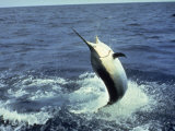 Swordfish Leaping in the Ocean Photographic Print by Katie Deits