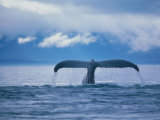 Humpback Whale Tail Photographic Print by Stuart Westmorland