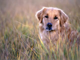 Golden Retriever in Field, Summit County, CO Lámina fotográfica por Bob Winsett