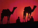 Silhouette of Men and Camels, India Valokuvavedos tekijänä Michele Burgess Silhouette of Men and Camels, India Valokuvavedos tekijänä Michele Burgess
