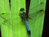 Dragonfly on a Leaf Photographic Print by Harold Wilion