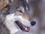 Close-Up of a Wolf, Canis Lupus Lámina fotográfica por Robert Franz Close-Up of a Wolf, Canis Lupus Lámina fotográfica por Robert Franz