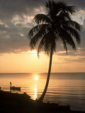 Sunrise with Man in Boat and Palm Tree, Belize Fotografie-Druck von Frank Staub