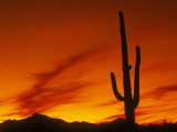 Silhouette of a Cactus Photographic Print by Wallace Garrison
