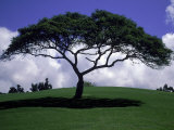 Shade Tree on Grassy Hill Photographie par Chris Rogers
