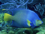 Queen Angelfish Photographic Print by Larry Lipsky