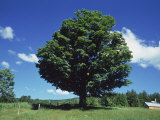 A Sugar Maple Tree in the Summer, Vermont Photographie par Kindra Clineff