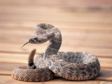 Prairie Rattlesnake (Crotalus Viridis Viridis) Photographie par Wiley & Wales 