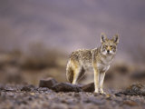 Coyote, Canis Latrans Photographic Print by Roger Holden