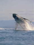 Breaching Humpback Whale Photographic Print by Stuart Westmoreland