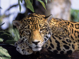 Jaguar in Natural Habitat, Belize Photographic Print by Lynn M. Stone