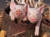 Mixed-Breed Piglets in a Barrel Photographic Print by Lynn M. Stone