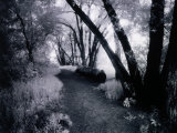 Path Through the Woods, Infrared Photograph Photographic Print by Rick Kooker