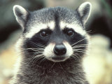 Gros plan de raton laveur Photographie par Jim Oltersdorf