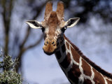 Reticulated Giraffe, Kenya Fotografie-Druck von Elizabeth DeLaney