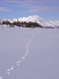 Wolf Tracks and Mountain Range, Alaska Photographic Print by Mike Robinson