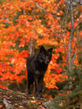 Black Timber Wolf in Autumn Forest Photographic Print by Don Grall