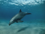 Wild Bottlenose Dolphin, Red Sea Photographic Print by Jeff Rotman