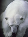 Polar Bear Lying Down Photographie par Stuart Westmorland