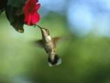 Female Ruby Throat Hummingbird, Archilochus Colubri Photographic Print by Ken Wardius