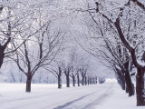 Maple Tree Grove in Winter, One of Four Seasons Photographic Print by Ken Wardius
